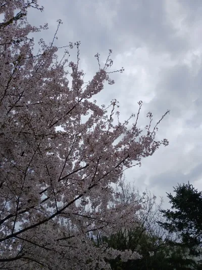 Gongdeok Gyeongui Forest Walk Cherry Blossoms 🌸