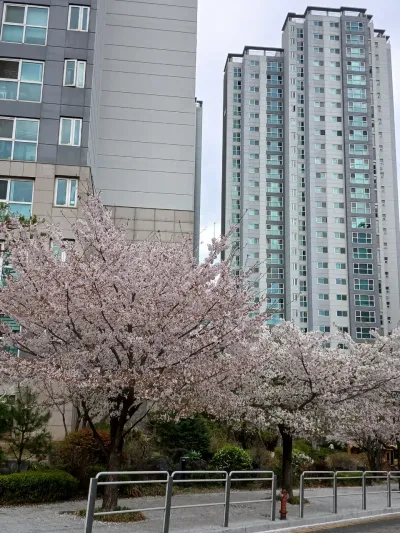 Gongdeok Gyeongui Forest Walk Cherry Blossoms 🌸 - 788 Ahyeon-dong, Seoul