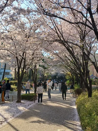 Gongdeok Gyeongui Forest Walk Cherry Blossoms 🌸 - 157-23 염리동, Seoul
