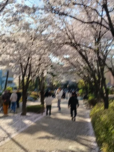 Gongdeok Gyeongui Forest Walk Cherry Blossoms 🌸 - 157-23 염리동, Seoul