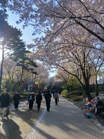 Gongdeok Gyeongui Forest Walk Cherry Blossoms 🌸 - 106-2 Yeomni-dong, Seoul