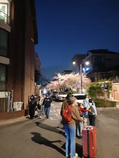 Yeonnam-dong Cherry Blossom Date - 255-5 Yeonnam-dong, Seoul