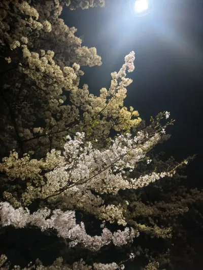 Yeonnam-dong Cherry Blossom Date - 150-8 Deungchon-dong, Seoul