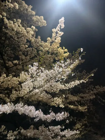 Yeonnam-dong Cherry Blossom Date - 150-8 Deungchon-dong, Seoul
