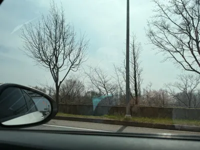 과천 경마공원 벚꽃 데이트 - 302-130 Ichon-dong, Seoul