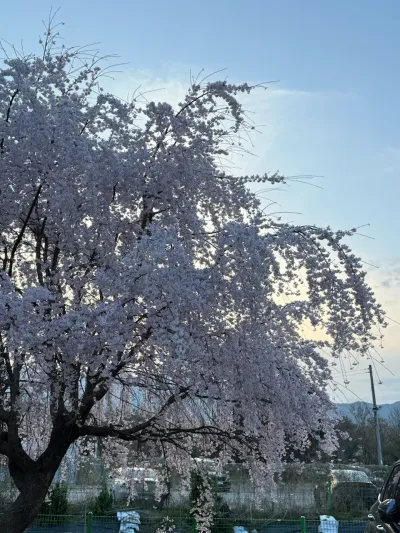 과천 경마공원 벚꽃 데이트 - 644-4 Gwacheon-dong, Gwacheon-si