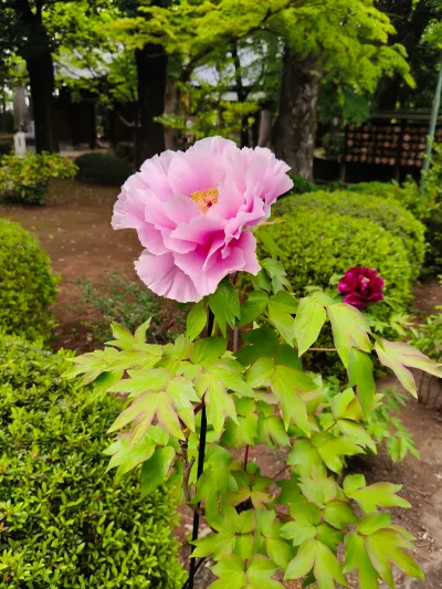 日本2026 - Setagaya City/Japan