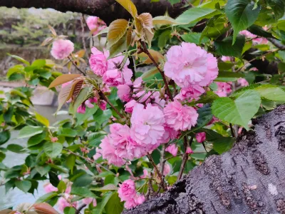 日本2026 - Takayama/Japan